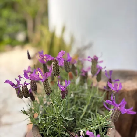 Namibe Na Quinta Da Balaia * 阿尔布费拉